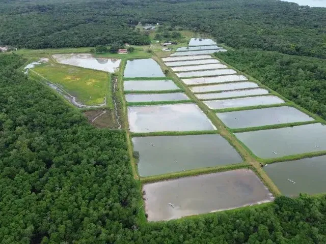 Imagem: Fazenda de Criação de Camarão em Curuça