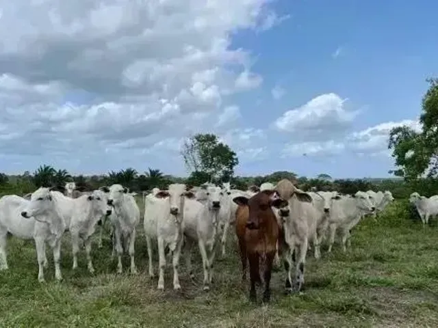 Imagem: Fazenda À Venda Bujarú, 647 Ha, S/ 200