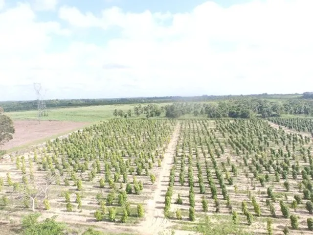 Imagem: R$ 10 Milhões de Reais 100 Hectares na