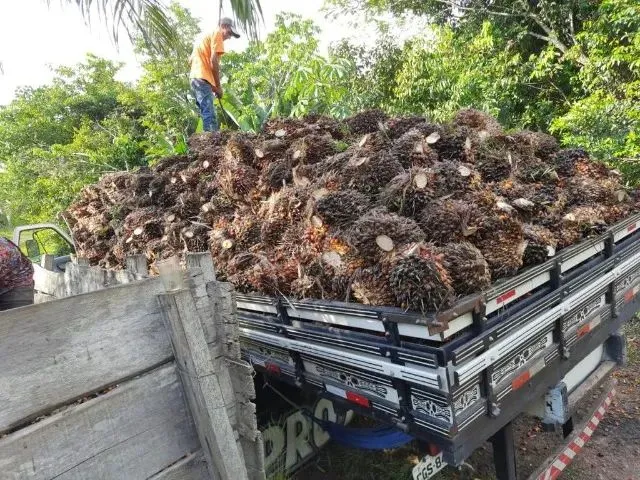Imagem: 275 Hectares São 40 Hectares Já Plantado