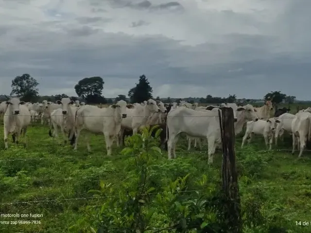 Imagem: 760 Hectares Porteira Fechada no Maranhão