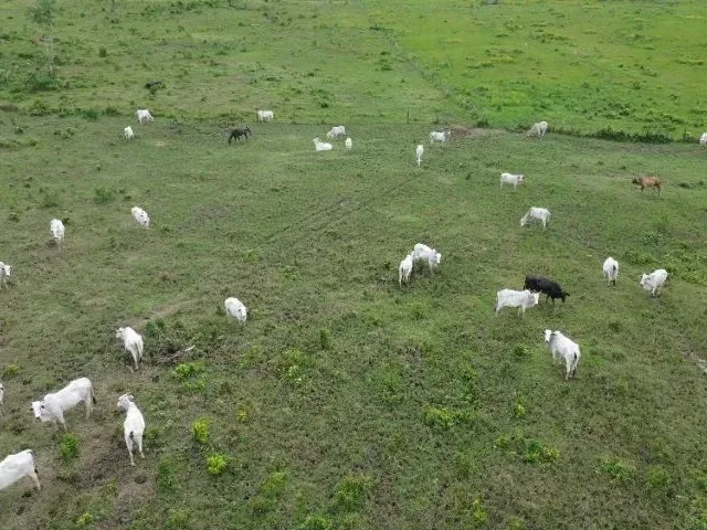 Imagem: 500 Hectares 80 em Pasto,Quicuio,Brauiaria,Curral