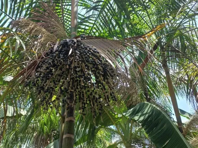 Imagem: 200 Hectares com Açaizal e Areial, Pista