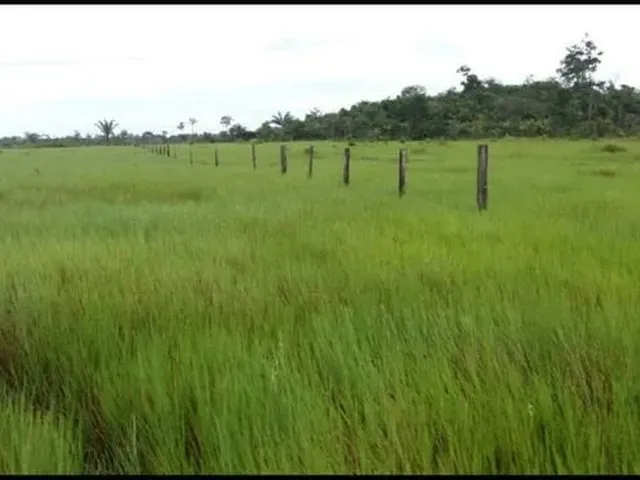 Imagem: Fazenda 1.250 Hectares com 960 de Abertura