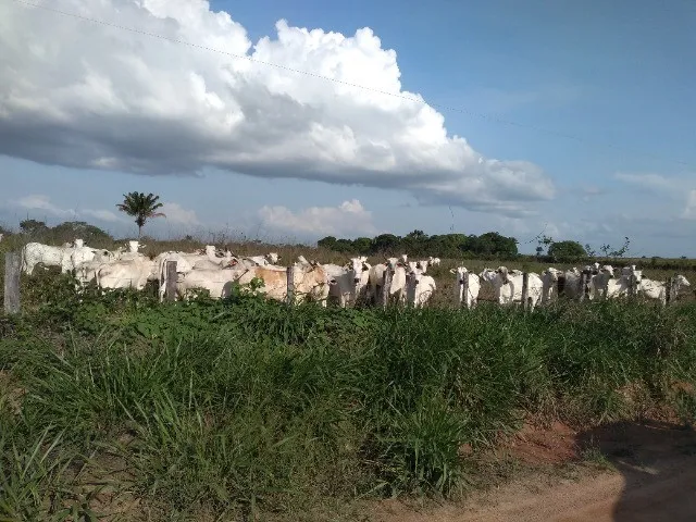 Imagem: 400 Hectares com Pasto pra Gado no Pará
