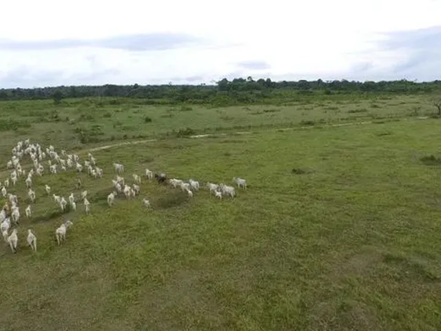 Imagem: 275 Hectares com 250 em Pasto por 3.5 Milhões