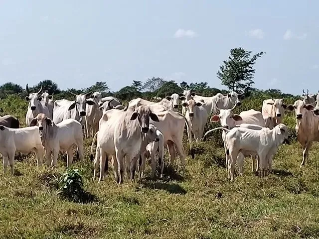 Imagem: Oportunidade 100 Alqueires por 5.5 Milhões