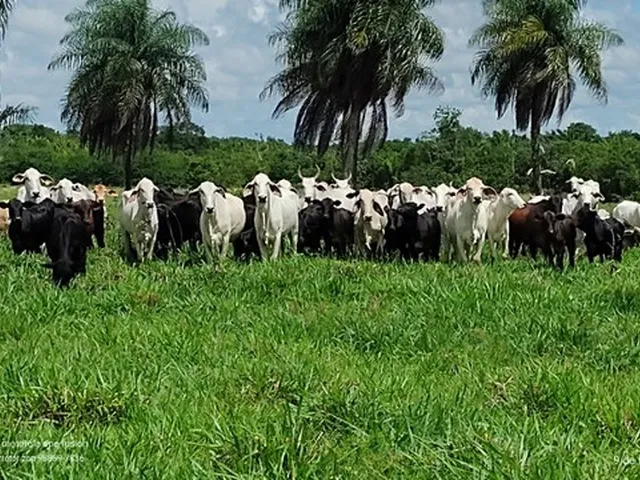 Imagem: 149 Alqueires Fazenda Porteira Fechada por