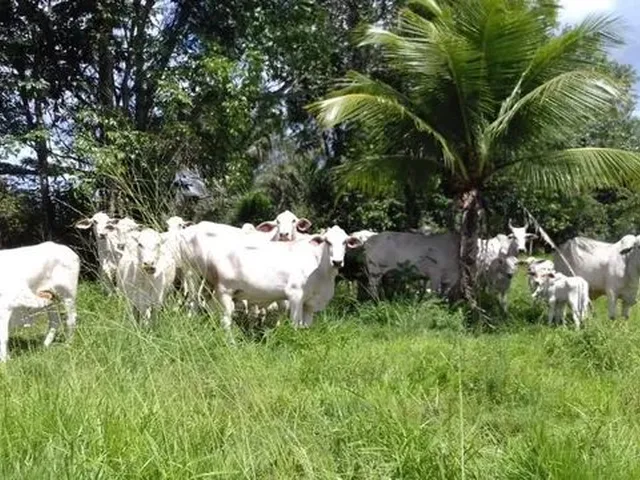 Imagem: 500 Hectares em Garrafão Fazenda Pronta