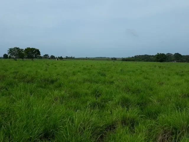 Imagem: R$ 1 Milhãso de Reais 80 Hectares a 30