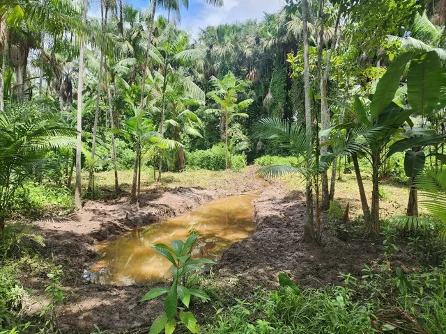 Imagem: Sítio em Igarapé-Açu. Água Abundante