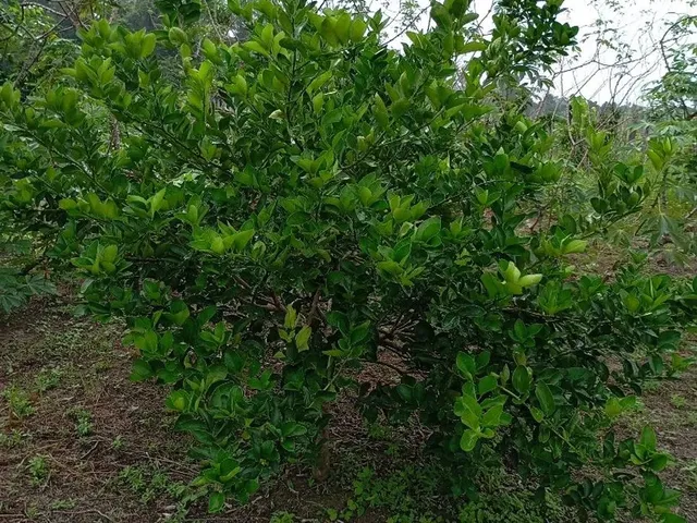 Imagem: Lindo Sítio para Morar
