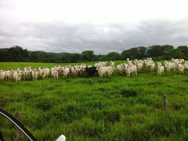 Imagem: R$ 3.5 Milhões 200 Hectares Há 65 Km de