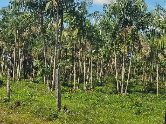 Imagem: 180 Hectares com 30 Mil Pés de Açai em