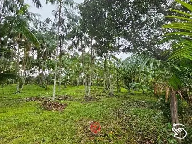 Imagem: Fazenda/Sítio, Castanhal/Pa, 250.000M²