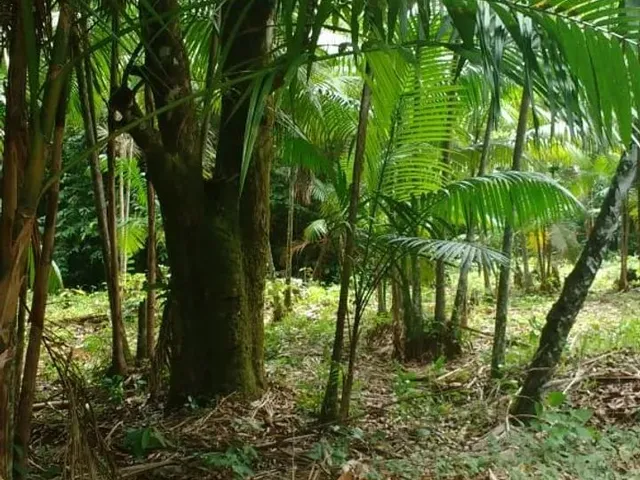 Imagem 2: Sítio Paraíso com Igarapé