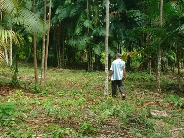 Imagem 3: Sítio Paraíso com Igarapé