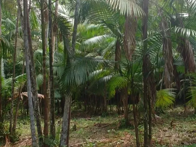 Imagem 4: Sítio Paraíso com Igarapé