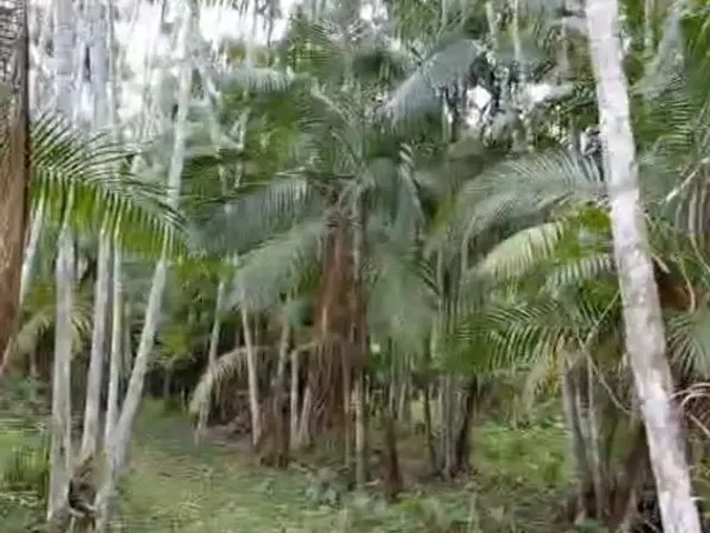 Imagem 6: Sítio Paraíso com Igarapé