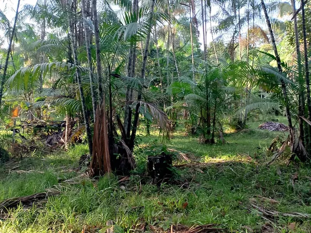 Imagem: Terreno em Anajas