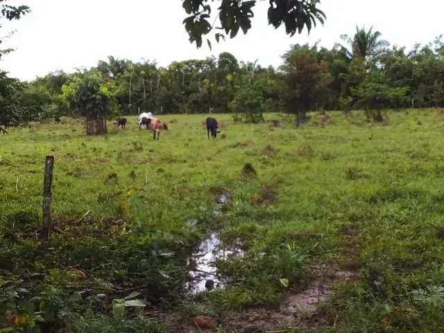Imagem: 72 Hectares Pronta 36 Gado Ha 120 Km de