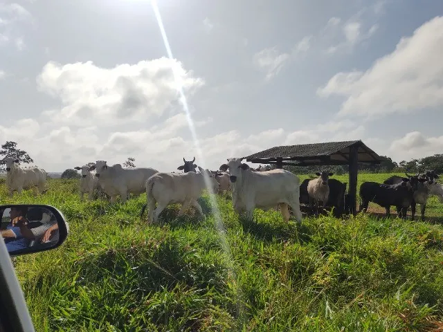Imagem: 240 Alqueires Prontos a 120 Km de Belém-Pa