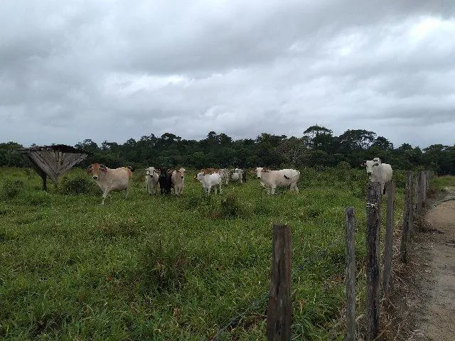 Imagem: 25 Hectares a 23 Km de Castanhal por 500