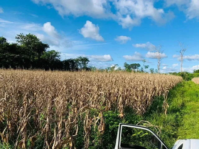 Imagem: Fazenda para Venda com 150 Hectares com