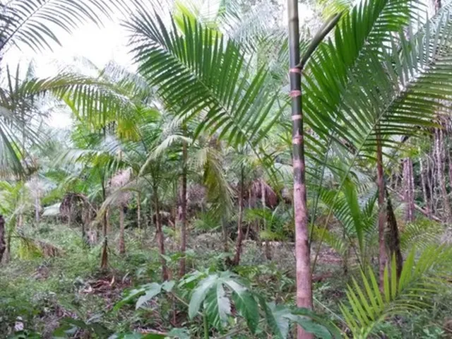 Imagem: R$230 Mil Sítio Frutífero Situado em São