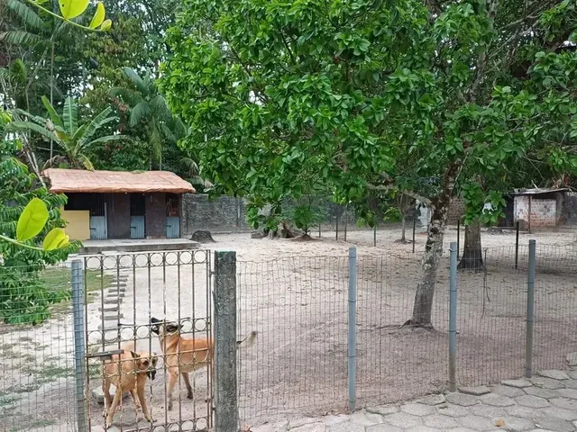 Imagem 11: Imperdível Chacaras de 3700M2 em Centro - Benevides - Pa
