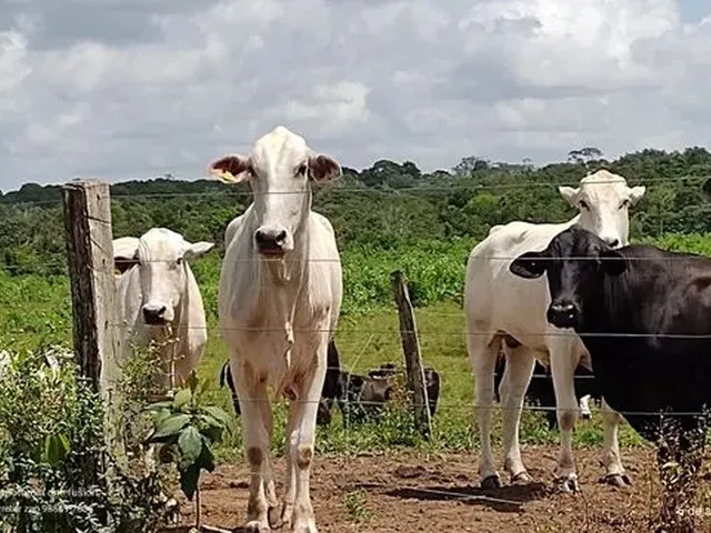 Imagem: Fazenda 640 Alqueires Pronta no Pasto no