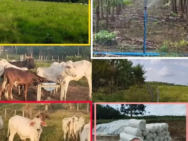 Imagem: Carlos Vendemos Uma Fazenda de Gado e com