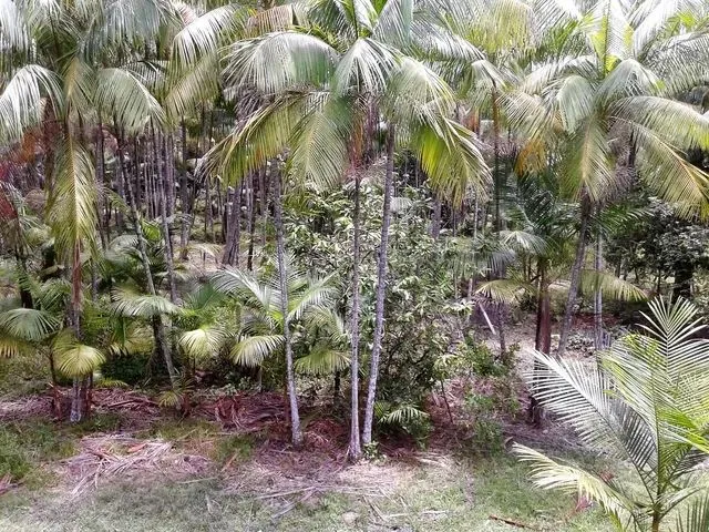 Imagem: Baixou o Preço 844 Hectares Açaizal e