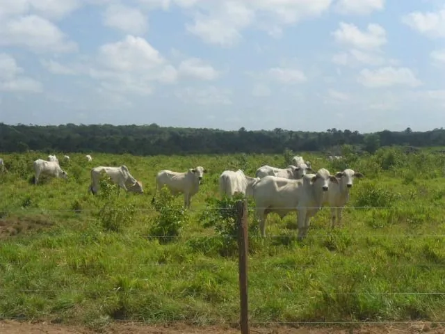 Imagem: Fazenda 330 Alqueires Pronta no Pará 80