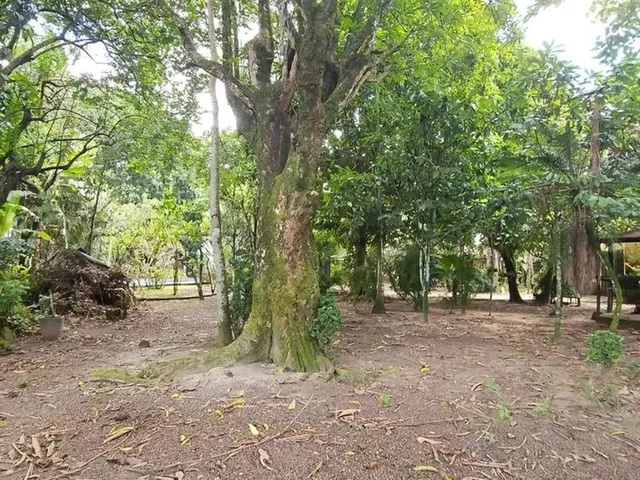 Imagem 15: Vendo Sítio Marituba 2.275M2