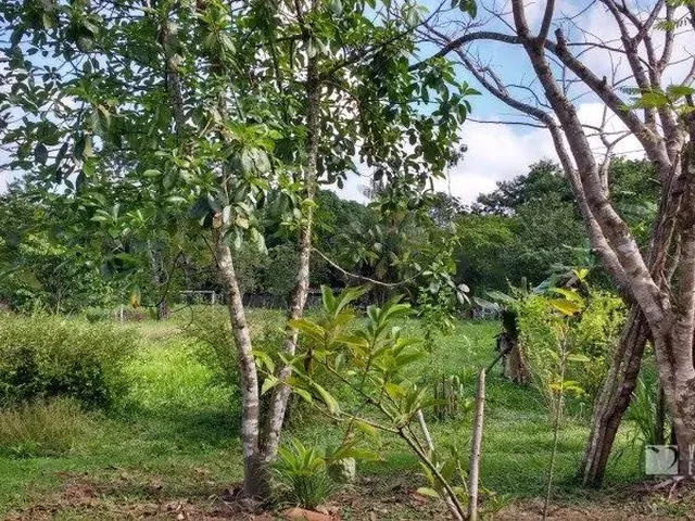 Imagem 7: Sitio em Benevides com 16.800M²