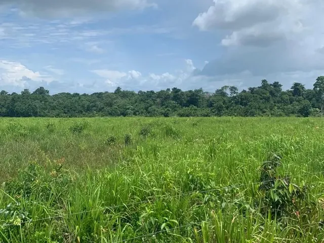 Imagem: Sítio para Venda Possui 203 Hectares para