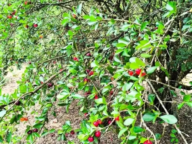 Imagem 5: Chacara na Serra