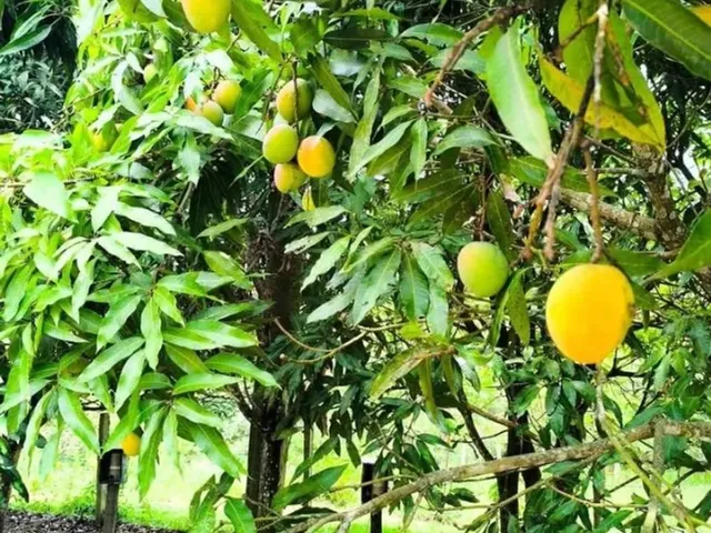 Imagem 9: Chacara na Serra