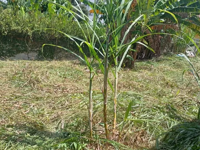 Imagem 2: Lote 311Mts2 Condomínio Fechado - Jacaraípe