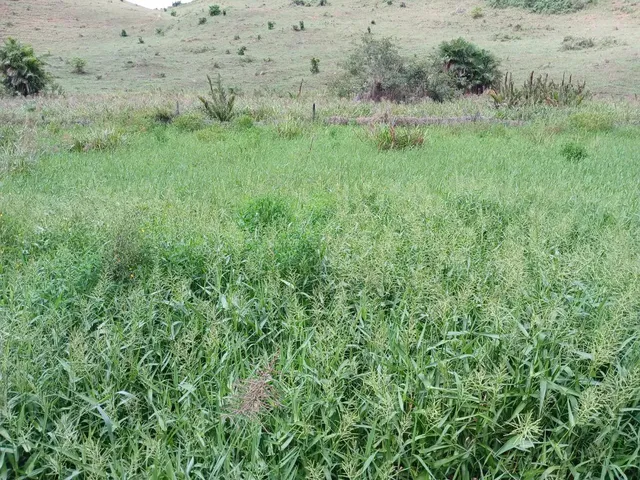 Imagem 11: Vende-Se Uma Excelente Chácara de 12.100 M² no Município de Itapemirim/Es