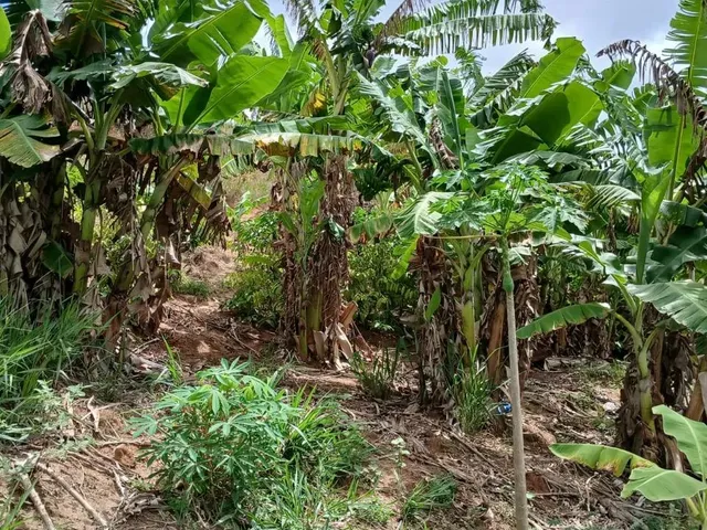 Imagem 16: Vende-Se Uma Excelente Chácara de 12.100 M² no Município de Itapemirim/Es