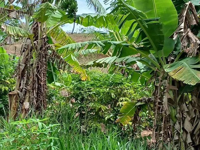 Imagem 10: Vende-Se Uma Excelente Chácara de 12.100 M² no Município de Itapemirim/Es