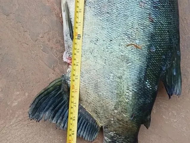 Imagem 14: Sitio Chácara com venda por R$70.000