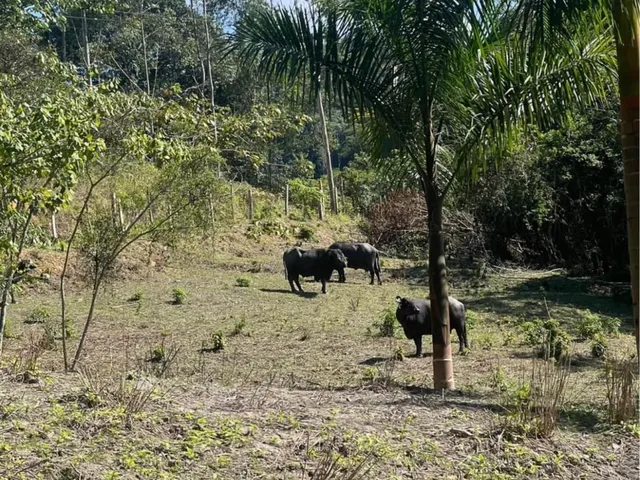 Imagem: Sítio em Juquiá