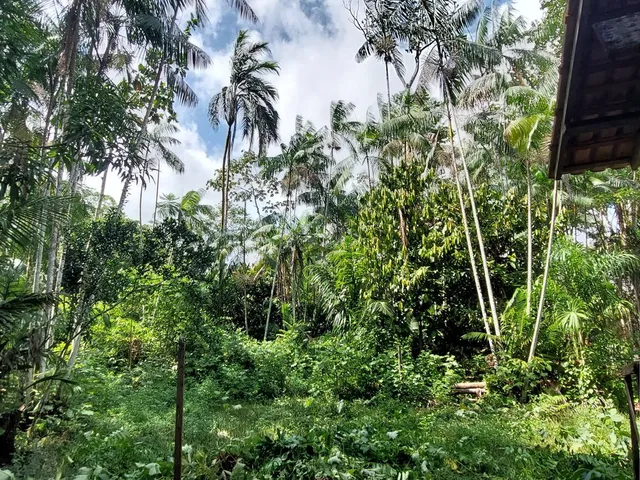 Imagem 13: Terreno no Loteamento DENPASA na estrada de mosqueiro 100 x 1000 plantio de açaí