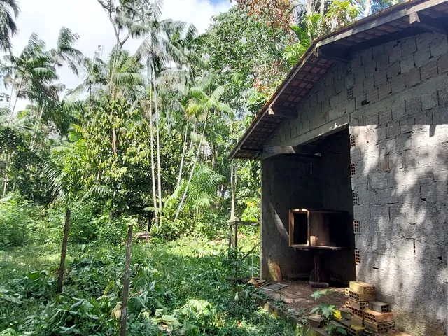 Imagem 10: Terreno no Loteamento DENPASA na estrada de mosqueiro 100 x 1000 plantio de açaí