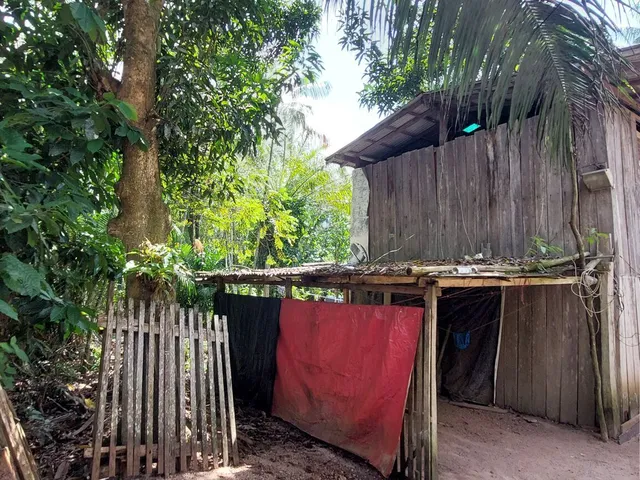Imagem 6: Terreno no Loteamento DENPASA na estrada de mosqueiro 100 x 1000 plantio de açaí