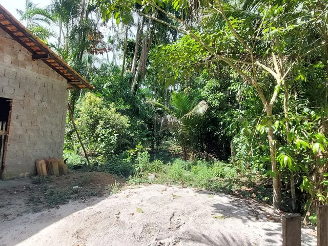 Imagem 12: Terreno no Loteamento DENPASA na estrada de mosqueiro 100 x 1000 plantio de açaí
