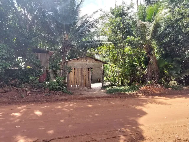 Imagem 7: Terreno no Loteamento DENPASA na estrada de mosqueiro 100 x 1000 plantio de açaí